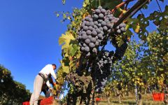 Damilano Harvest at Damilano Winery Image