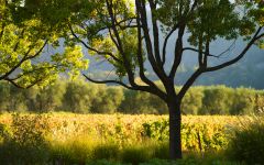 St. Supery Estate Vineyard & Winery Rutherford Estate Vineyard Winery Image