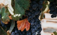Opolo Summit Creek Zinfandel 2021 | Wine.com
