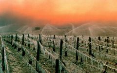 Regnard Régnard vineyards in winter Winery Image