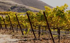 Fess Parker Parker West Vineyard Winery Image