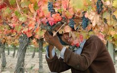 Andeluna Winery Image