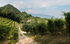 Zardetto Winery Image