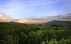Saget la Perriere Saget La Perriere Vineyard Winery Image