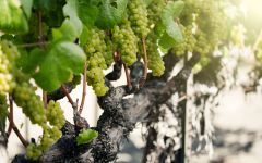 Arista Winery Arista Banfield Vineyard Chardonnay Winery Image