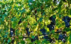 Scaia Scaia Covina Winery Image