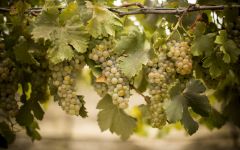 Yalumba World-Renowned Viognier Winery Image