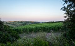 Duemani Riparbella Vineyard Winery Image