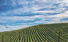 RouteStock Winery Image