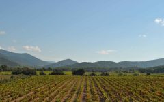 Chateau Montaud Montaud Vineyard Winery Image