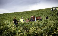 Laurent-Perrier Pickers in the Vines Winery Image