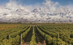 Trapiche Vineyards in the Valle de Uco Winery Image
