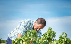 Bodegas y Vinedos Ilurce  Winery Image