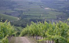 Tenuta Sant'Antonio Monti Garbi Estate Winery Image