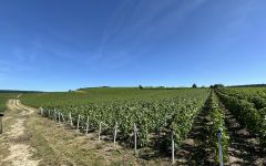 Champagne Tribaut-Schloesser Les Crayeres Vineyard Winery Image