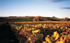 Kumeu River Mates Vineyard Winery Image