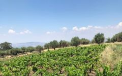 IDDA Winery Image