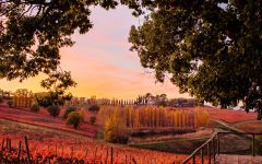 Arnaldo Caprai Arnaldo Caprai vineyards in Autumn Winery Image