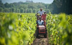 Le Macchiole Le Macchiole Vineyards Winery Image