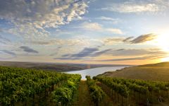 Nine Hats Winery Image
