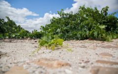 Bodegas Vatan  Winery Image