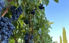 Grand Napa Vineyards Cabernet Sauvignon Before Harvest Winery Image