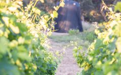 Duemani Clean and Green Winery Image