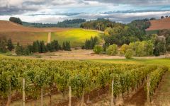 Argyle Spirit Hill Vineyard, Eola-Amity Hills Winery Image