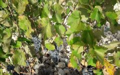 Artiga & Fustel Grapes  Winery Image