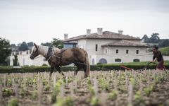Chateau Pavie Draught Horses Winery Image