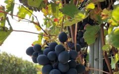 Tenute Neirano  Winery Image