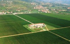 Tommasi Aerial View of Tommasi Winery Image