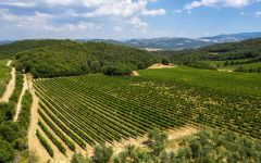 Fattoria La Lecciaia  Winery Image