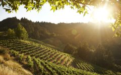 Newton Vineyard Winery Image
