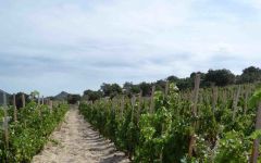 Bila-Haut by Michel Chapoutier Winery Image