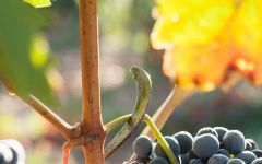 Matsu Matsu Tempranillo Winery Image