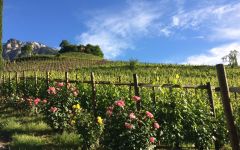 Tiefenbrunner Winery Image
