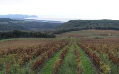 Argentiera Tenuta Argentiera Coastline Winery Image