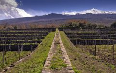 Tascante Contrada Winery Image