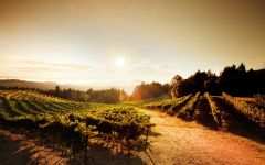 Cardinale Mount Veeder, Veeder Peak Vineyard Winery Image