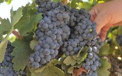 El Vinculo Tempranillo Grapes Winery Image