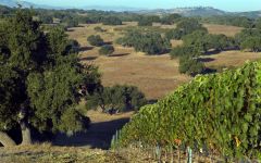 Jonata Jonata Ranch Winery Image