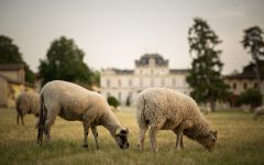 Chateau Giscours  Winery Image