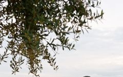 Bodegas Naveran Vineyard Views Winery Image