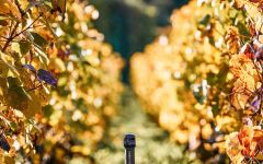Charles Heidsieck Charles Heidsieck Vineyards Winery Image