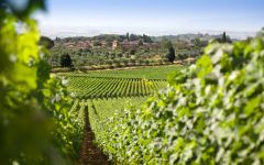 Tolaini Tolaini San Giovanni Vineyards Winery Image