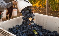 Dobbes Family Winery Harvest Time Winery Image