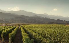 Trapiche Vineyards in the Valle de Uco Winery Image