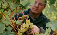 Lingua Franca Lingua Franca 2023 Harvest Winery Image