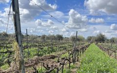 Gurrieri Image of Vine Training and Cover Crop Winery Image